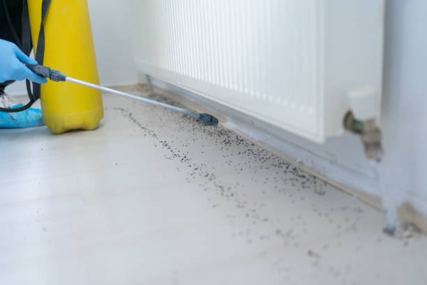 Best Ant Control Services  in Canyon, TX